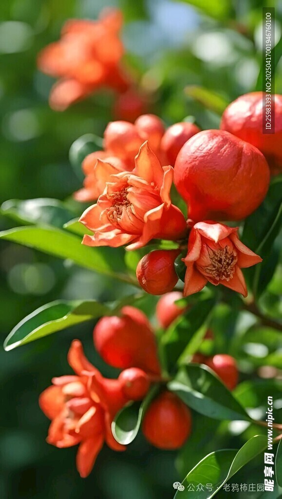 石榴花