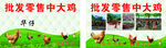 批发零售中大鸡