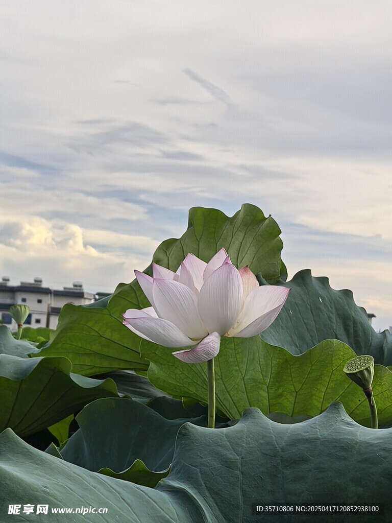 夏日绽放的清雅白荷花