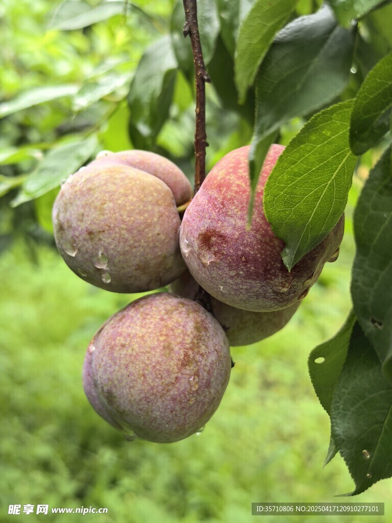 枝头饱满诱人的新鲜李子