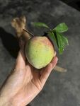 手捧鲜嫩桃子带绿叶