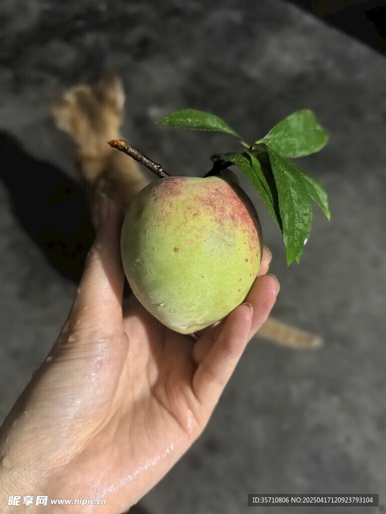 手捧鲜嫩桃子带绿叶