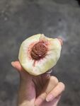 手捧一半新鲜多汁水蜜桃