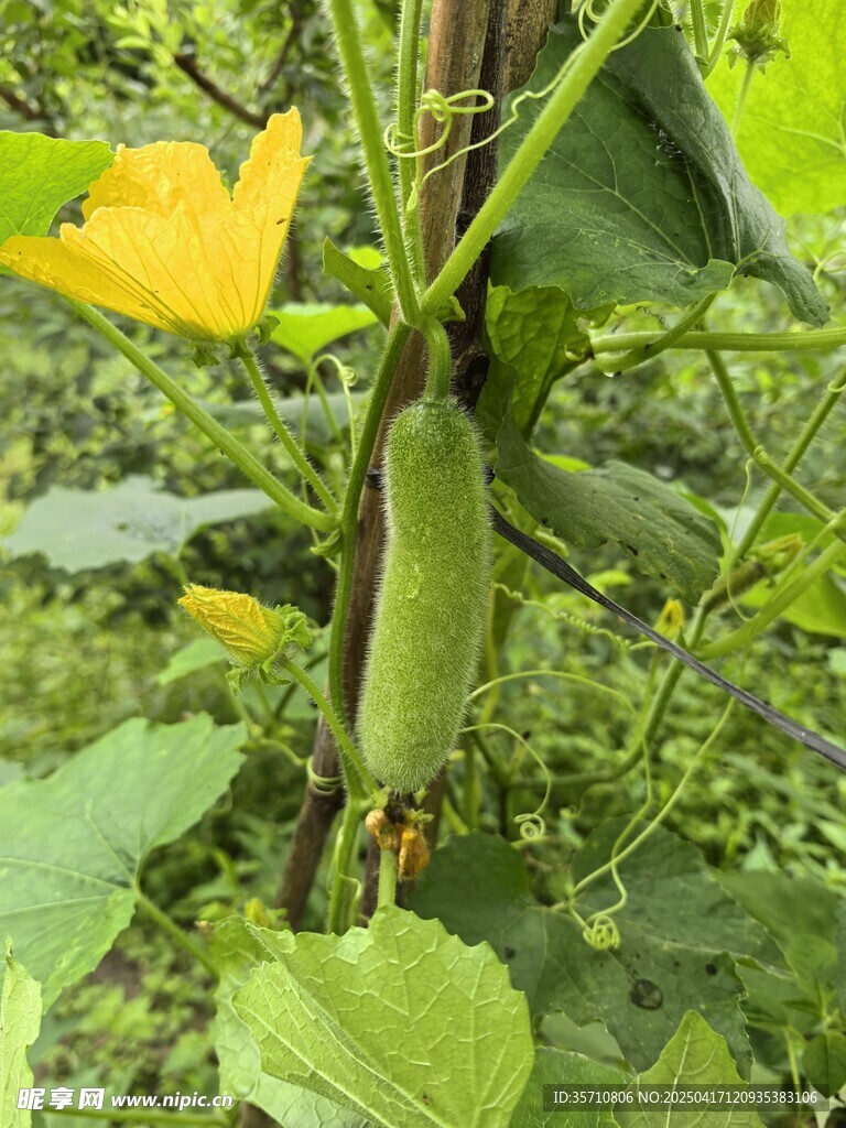 藤蔓上的鲜嫩冬瓜