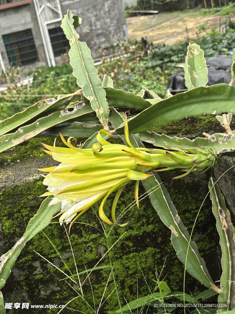 盛开的黄色火龙果花