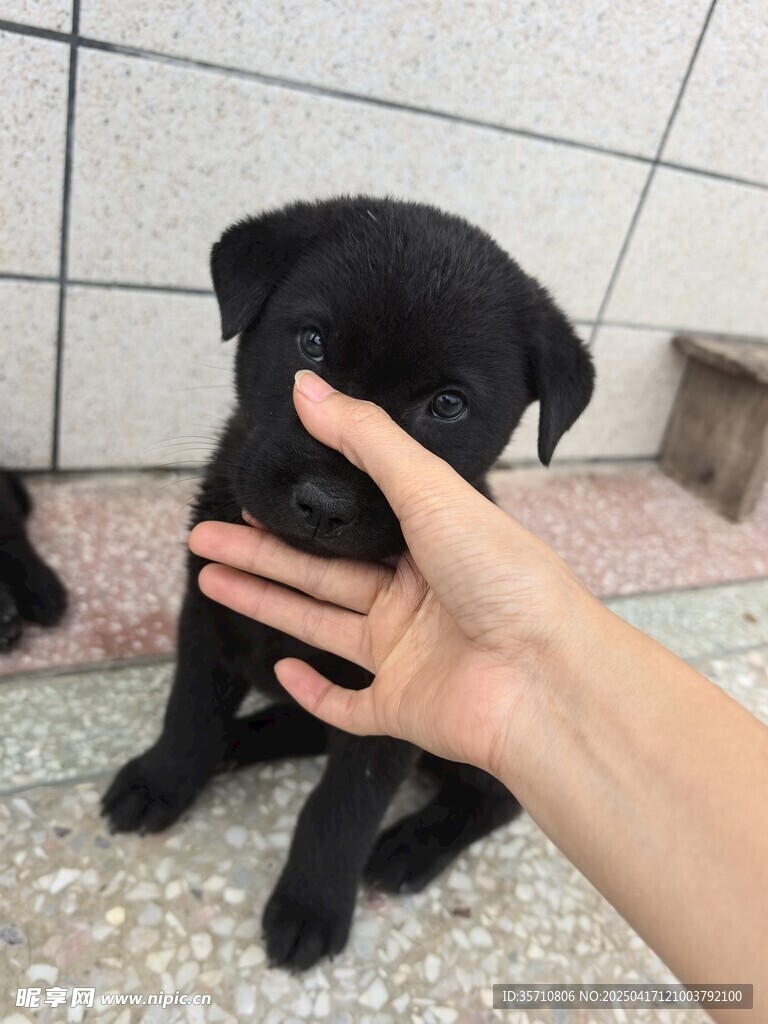 小黑狗