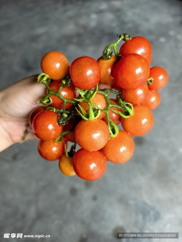 手捧新鲜成串小番茄
