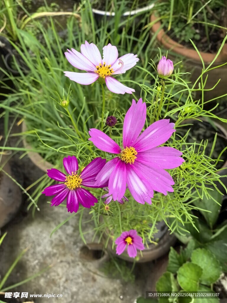 格桑花