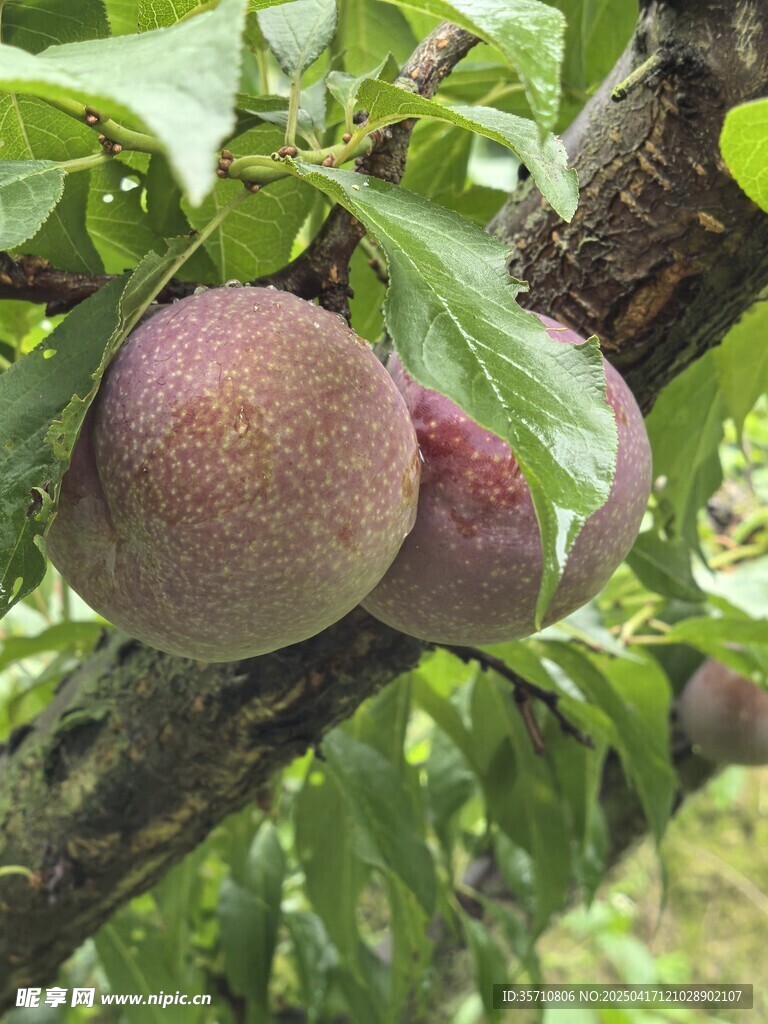 枝头饱满李子