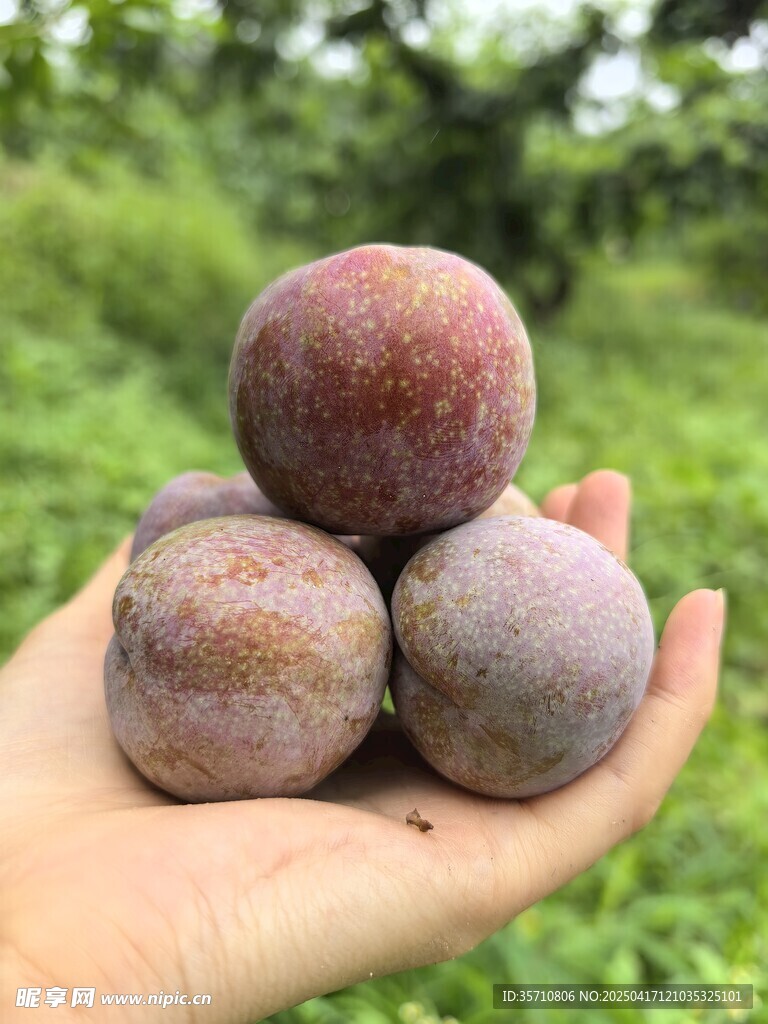 手捧新鲜李子