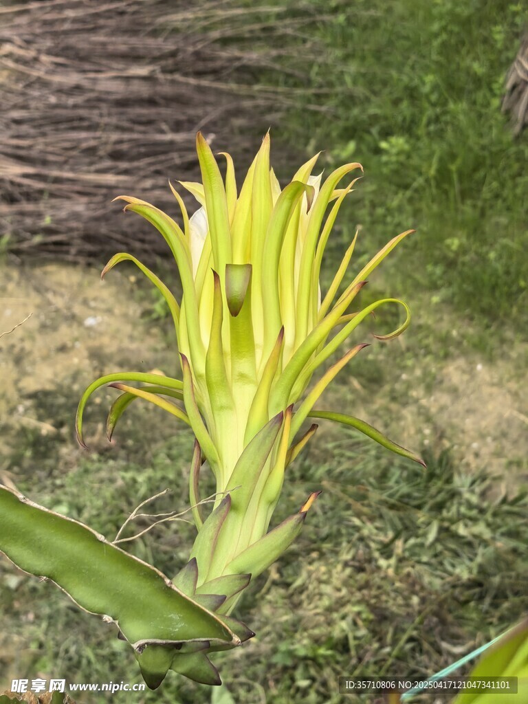 火龙果花