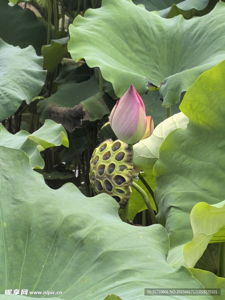 含苞待放的娇艳荷花