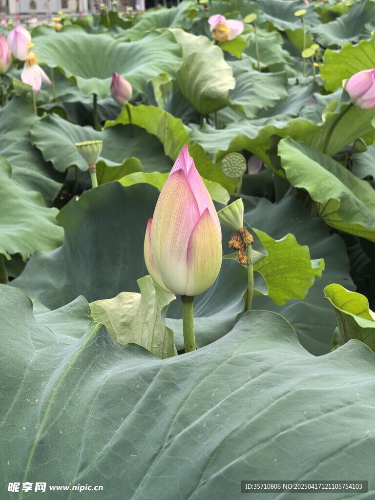 含苞待放的荷花
