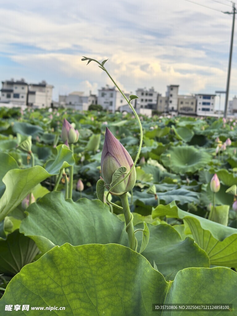 夏日荷塘绿意与荷花初绽