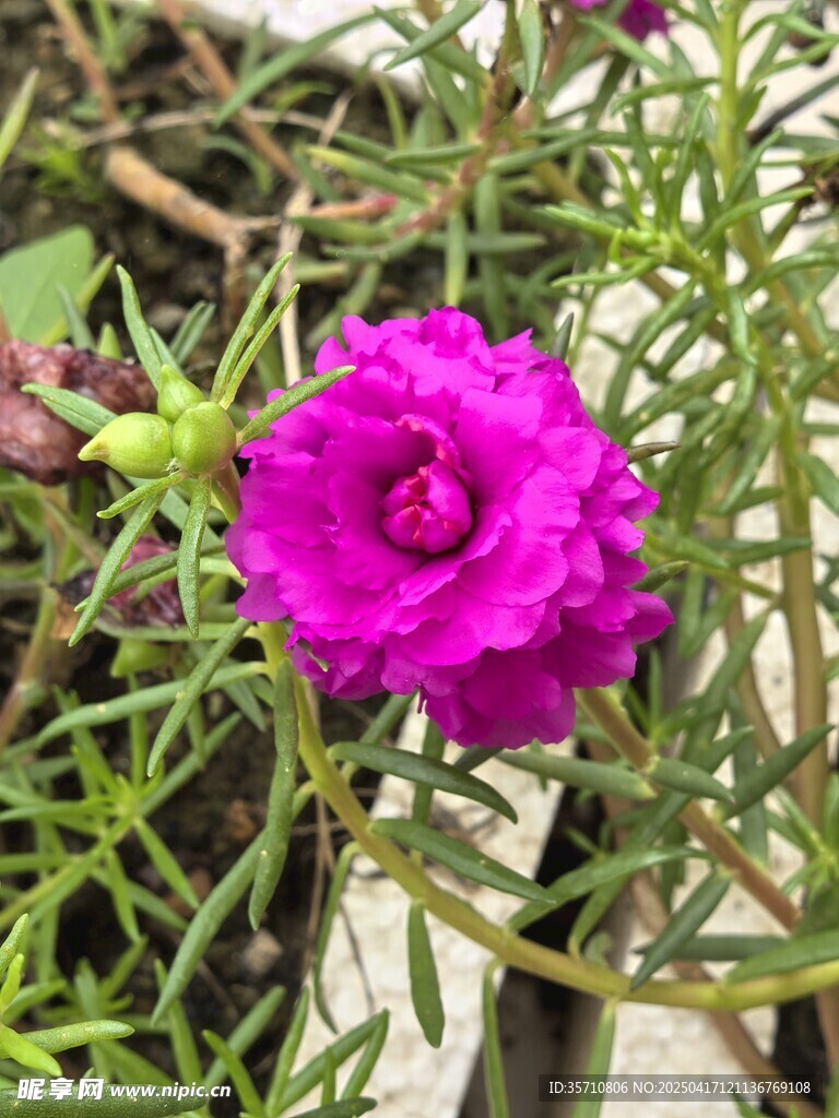 娇艳太阳花