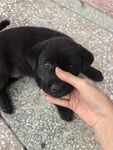 小狗狗