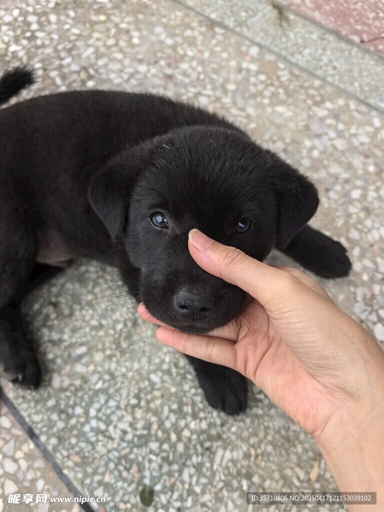 小狗狗