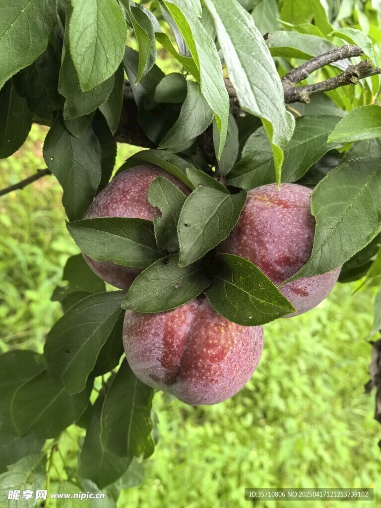 三华李