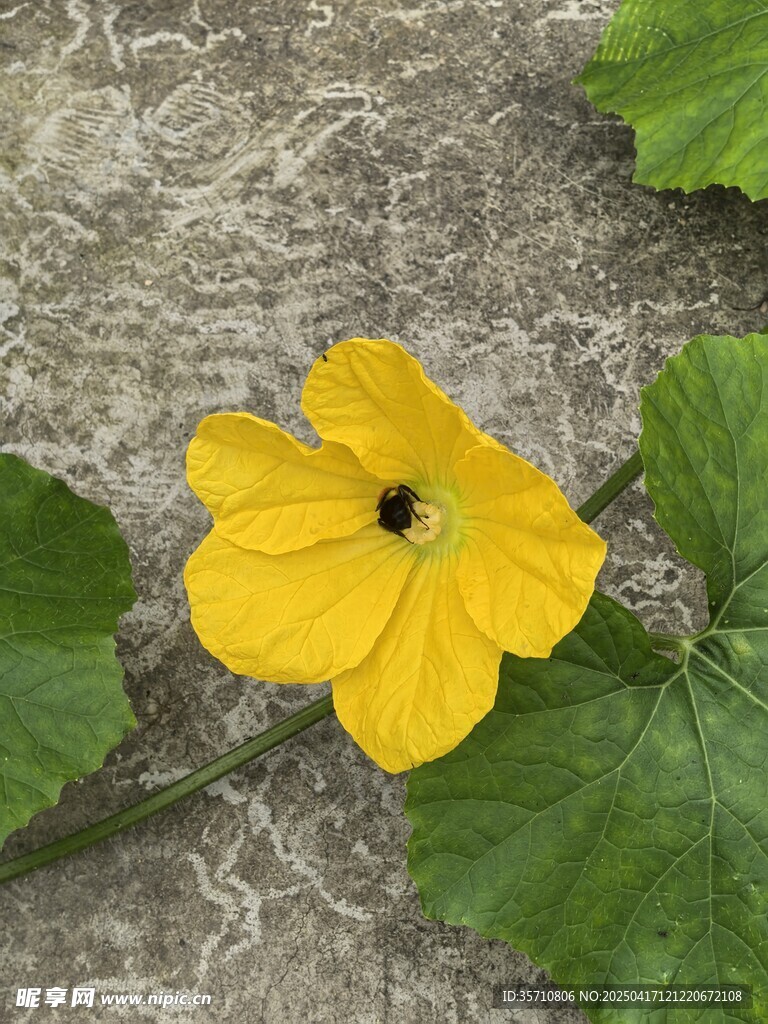 冬瓜花