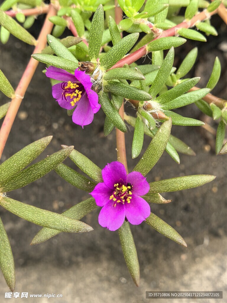 太阳花