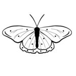 蝴蝶线稿