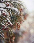 雪覆松枝挂红果