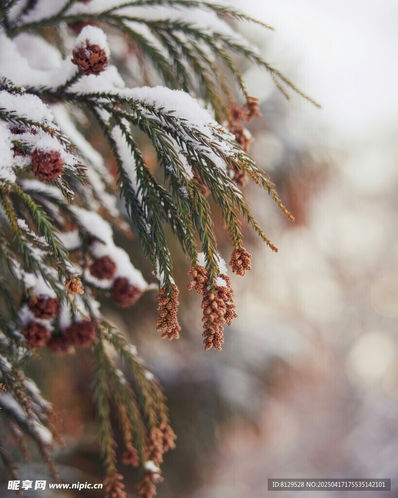 雪覆松枝挂红果