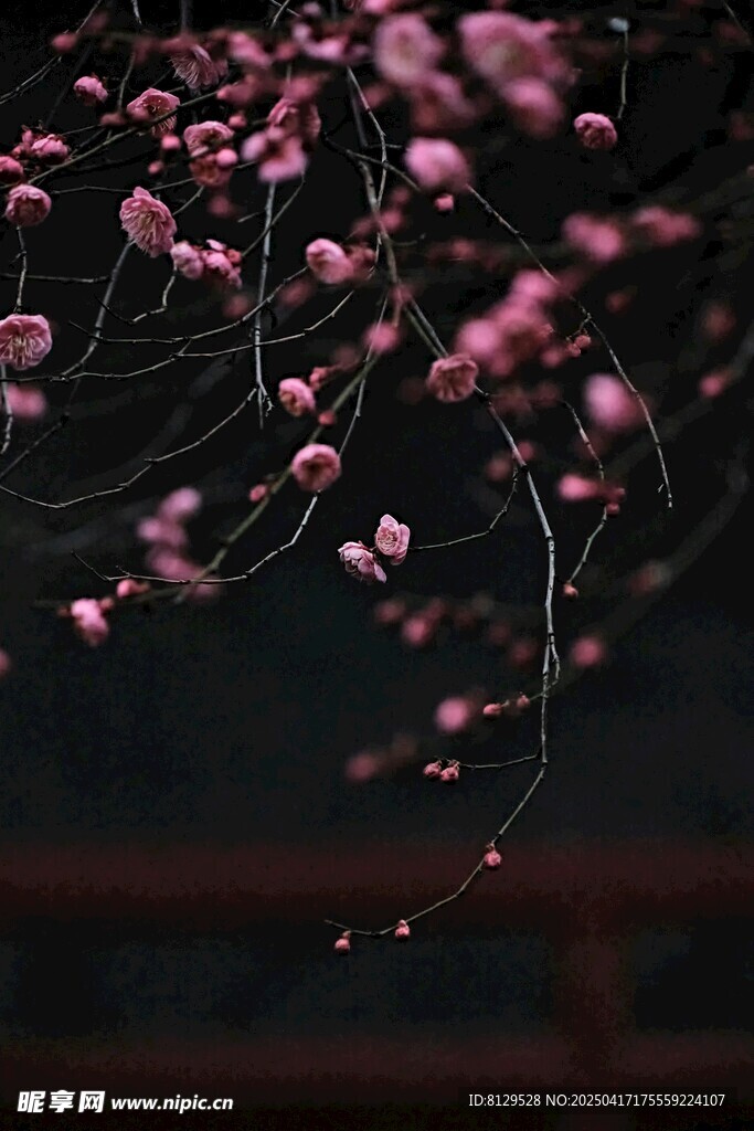 夜下绽放的粉嫩花枝