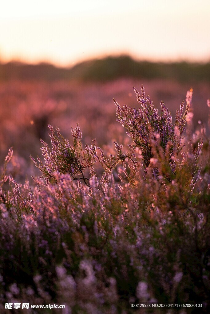 夕阳下的紫色花草美景