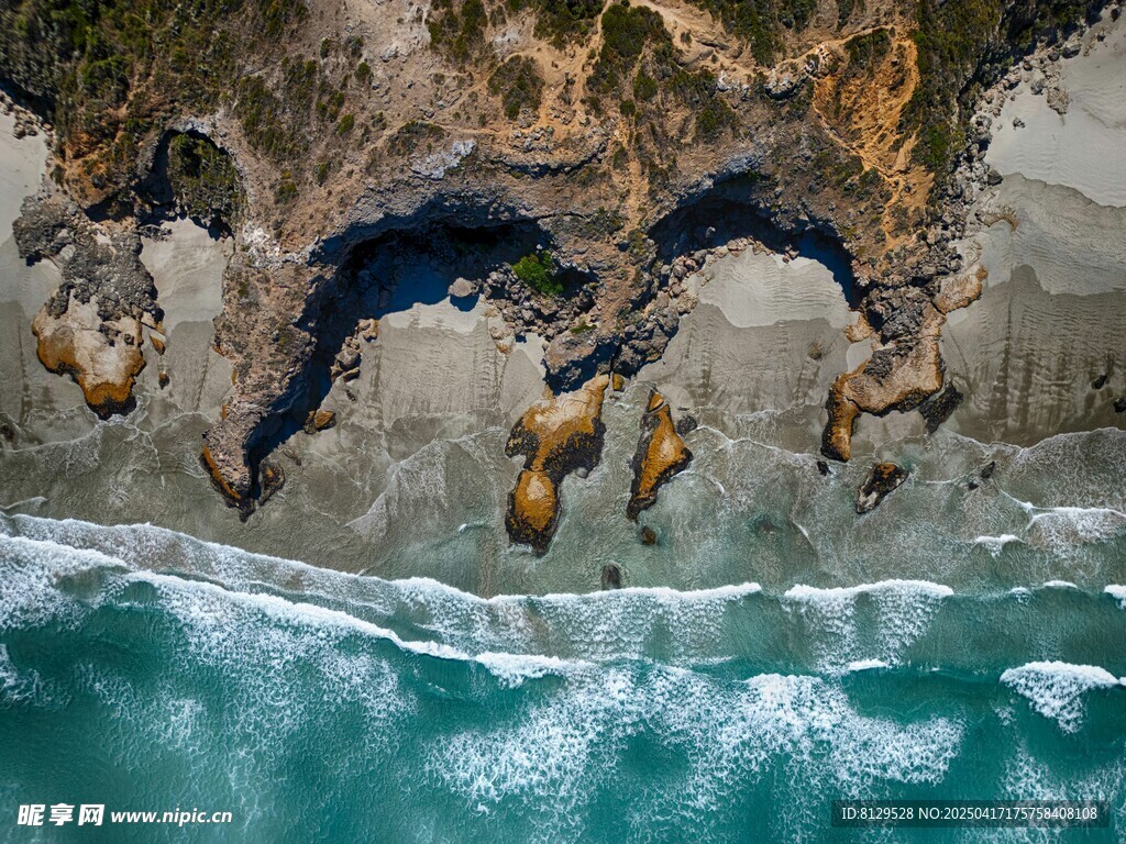海岸边的海狮群