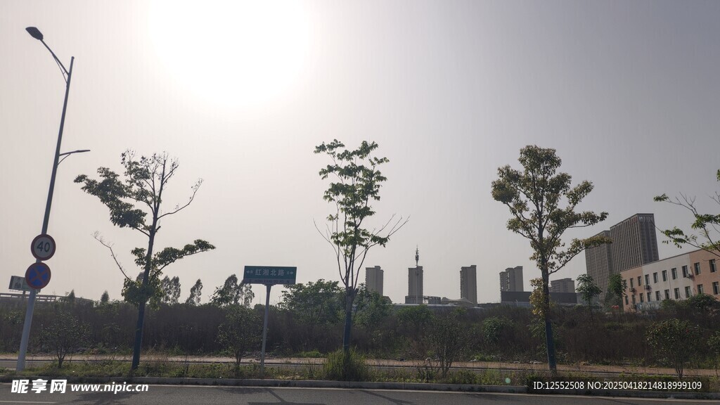 城市道路旁的树木景观