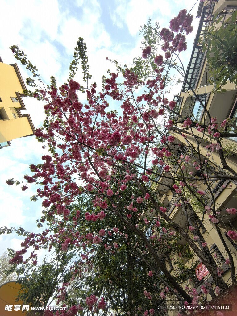 庭院中绽放的艳丽花枝
