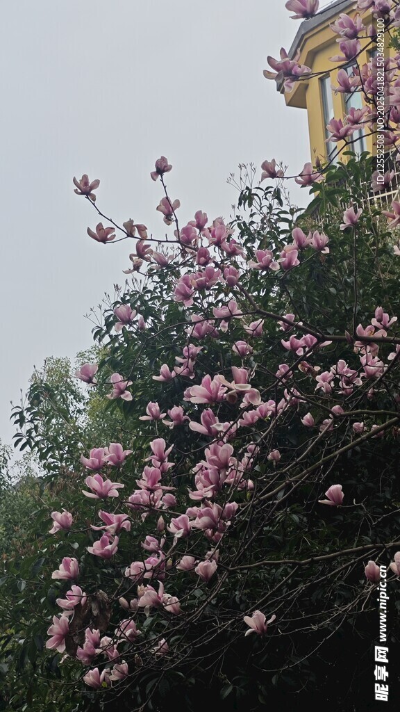 繁花盛开的烂漫景致