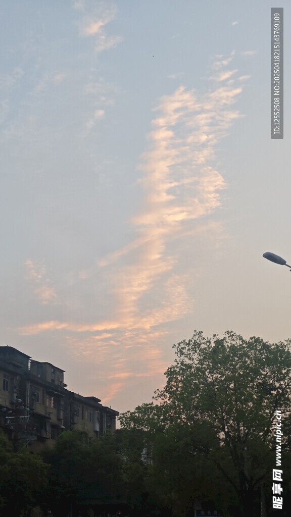 黄昏天空飞鸟与树木景观