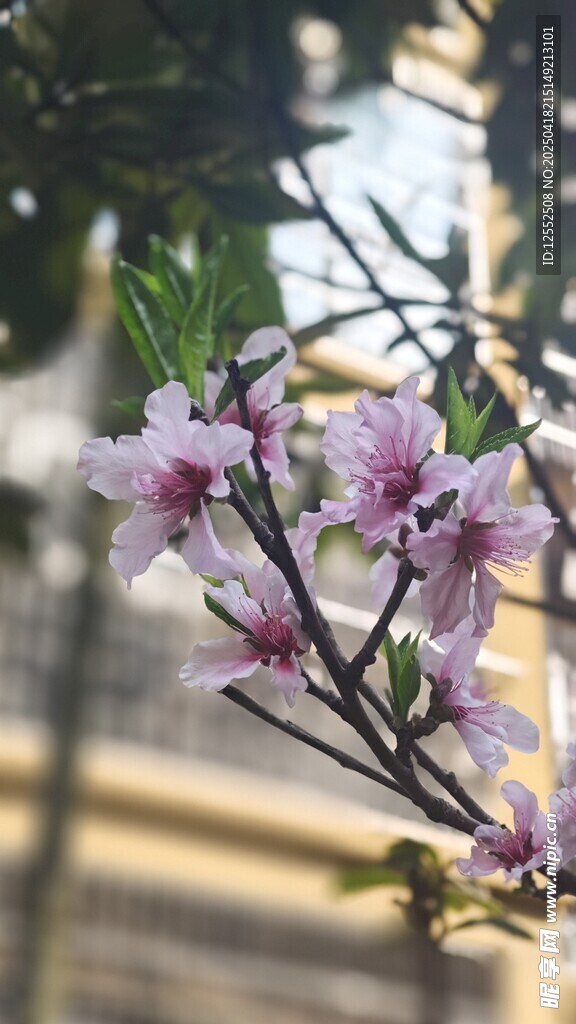 枝头绽放的粉嫩桃花