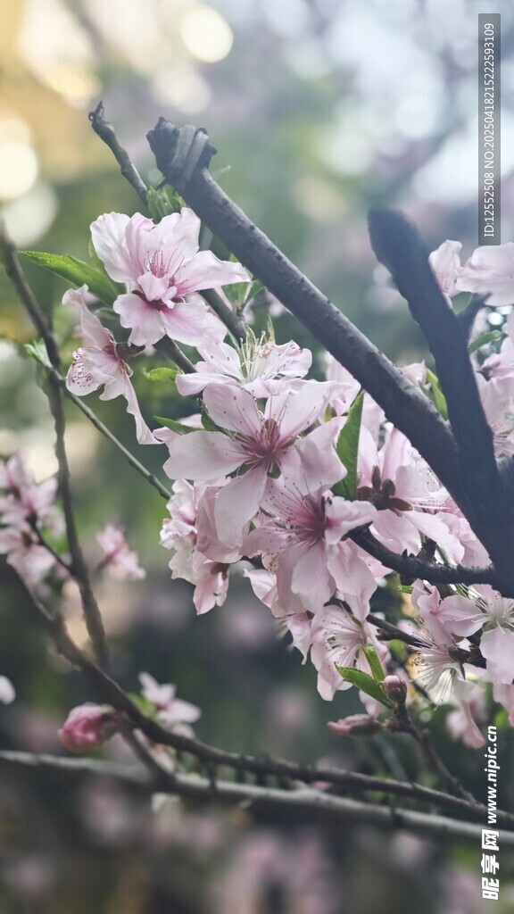 春日绽放的粉嫩桃花