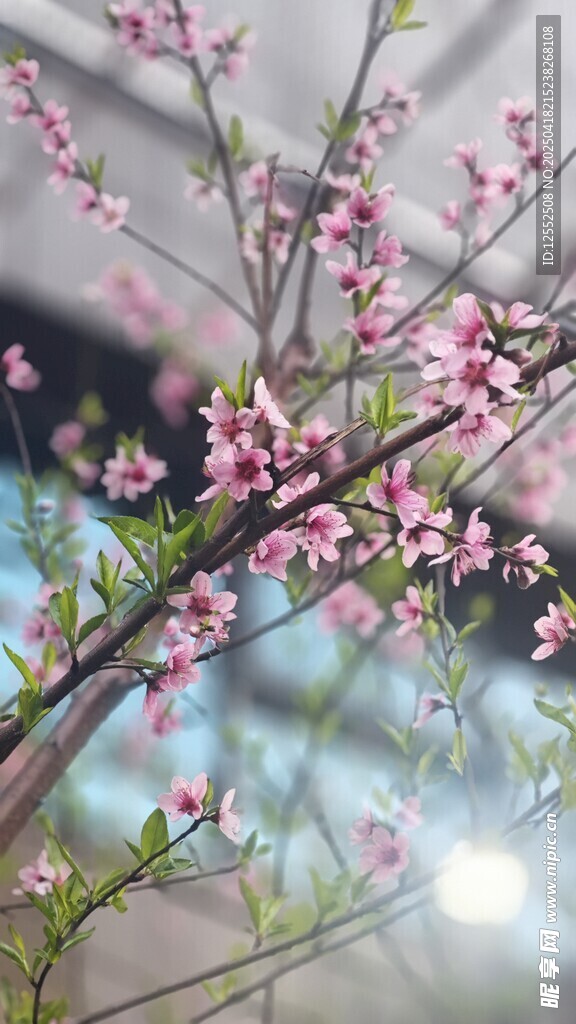枝头粉花绽春光