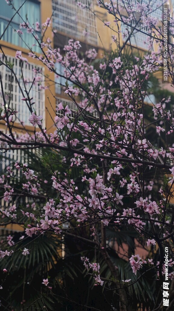 枝头绽放的烂漫粉色花朵