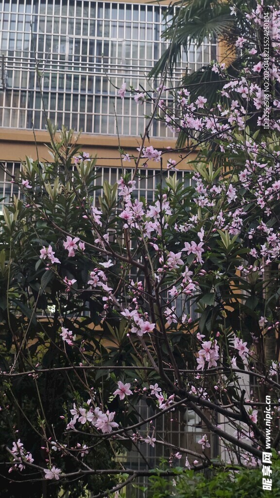 盛开的紫花树