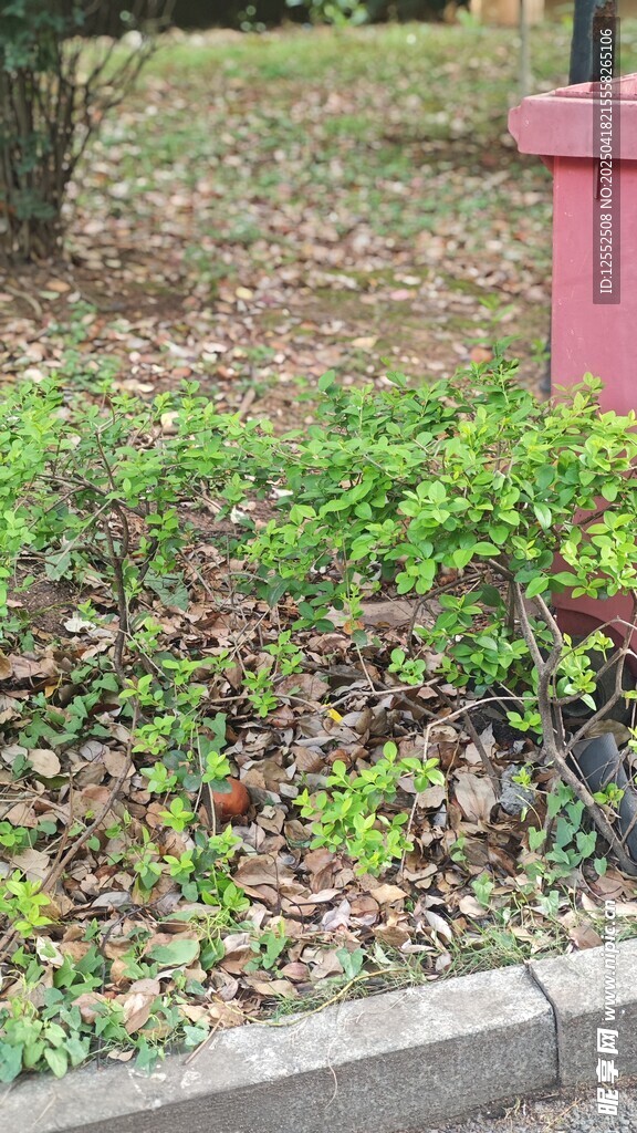 路边绿植景观