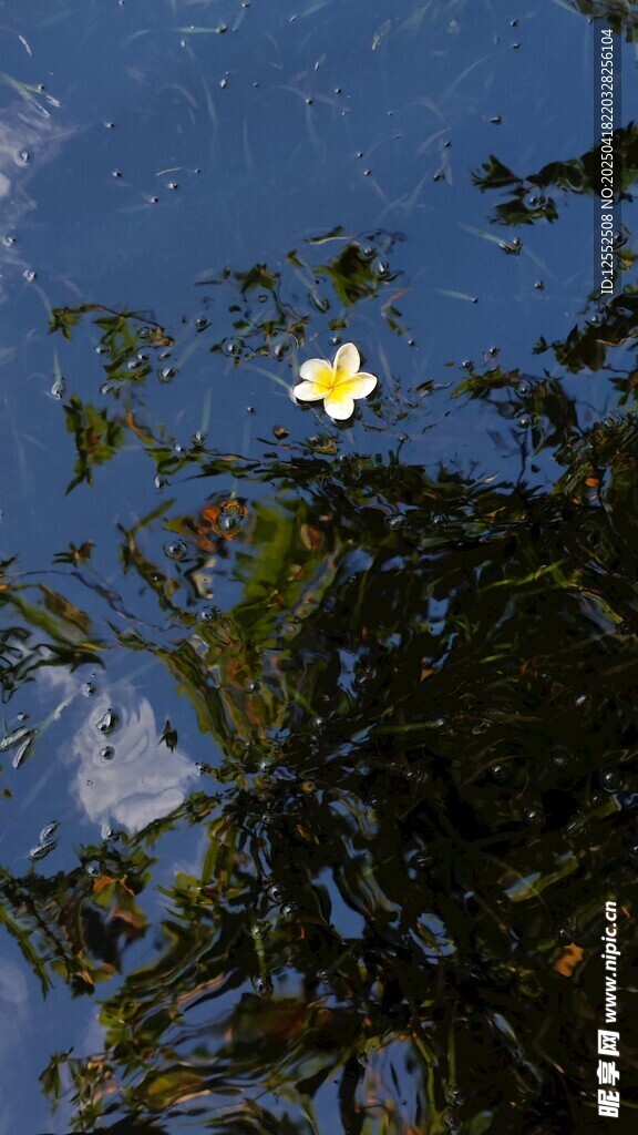 水中漂浮的黄色花朵与倒影