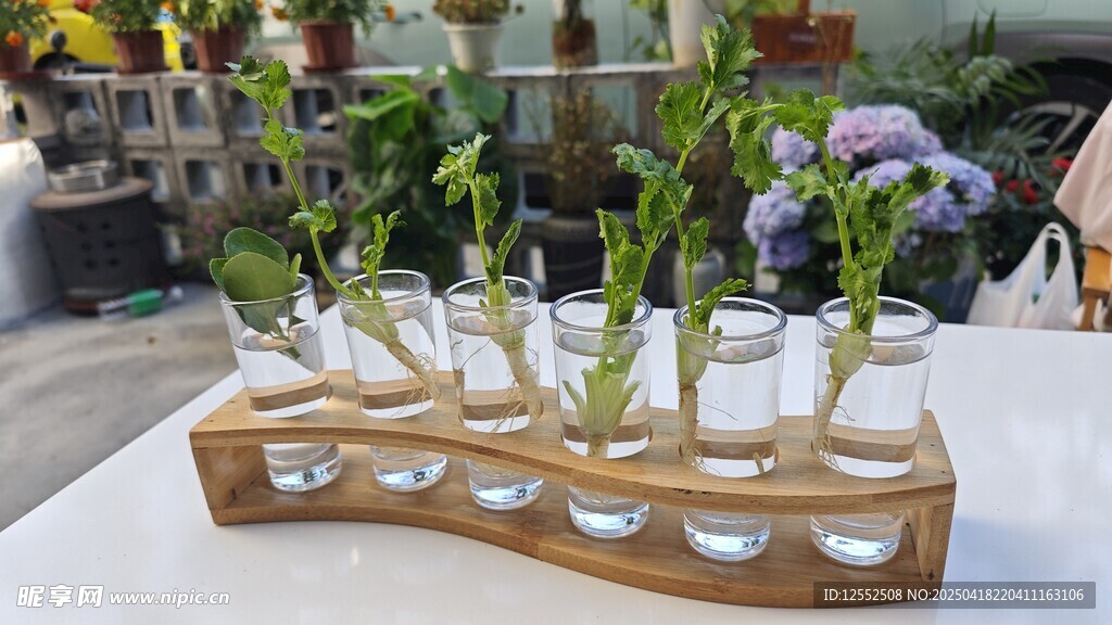 木质水培架上的绿植生机