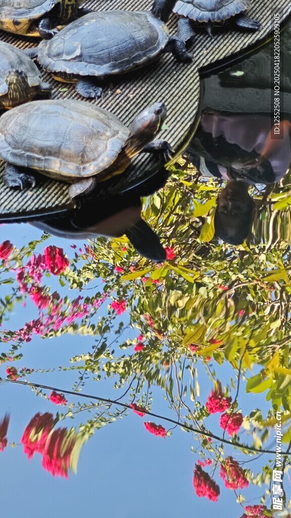 秋日多彩植物与石景