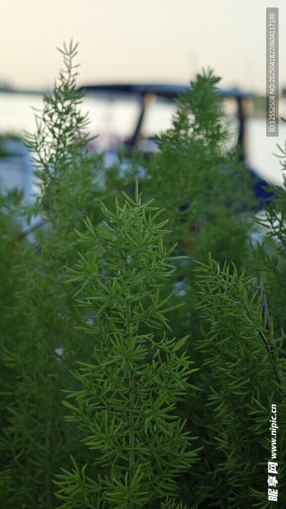 翠绿植物近景特写