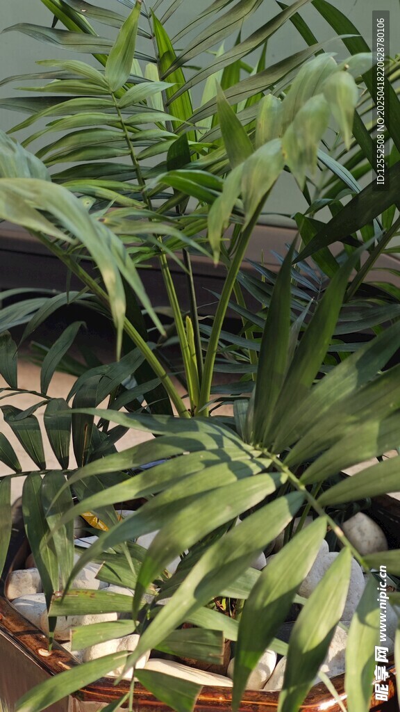 室内绿植景观