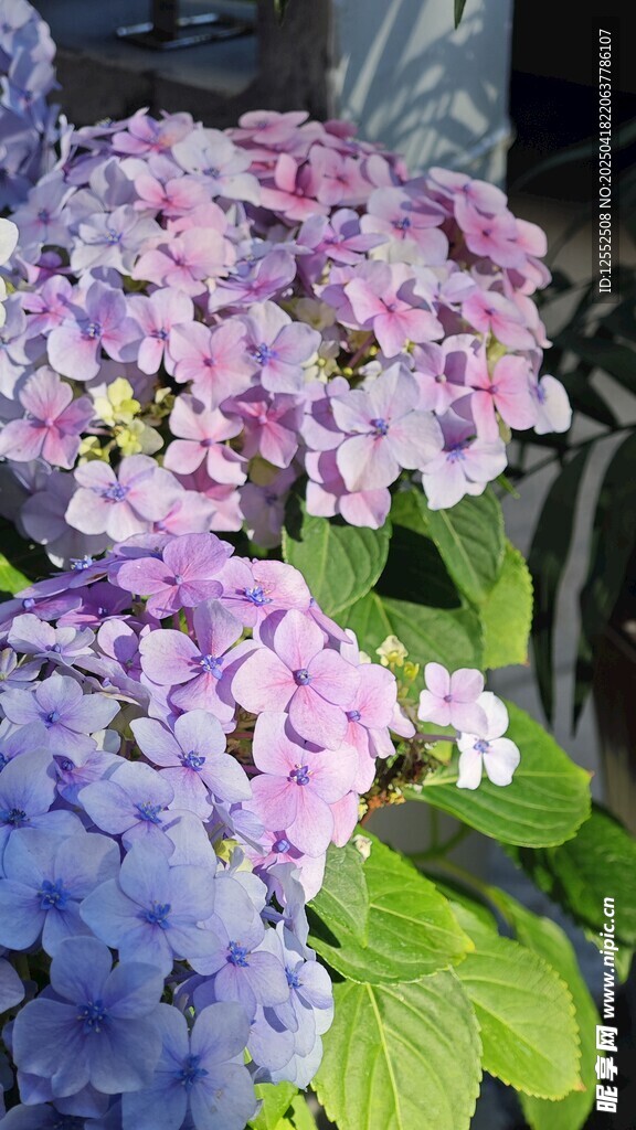 美丽绣球花绽放