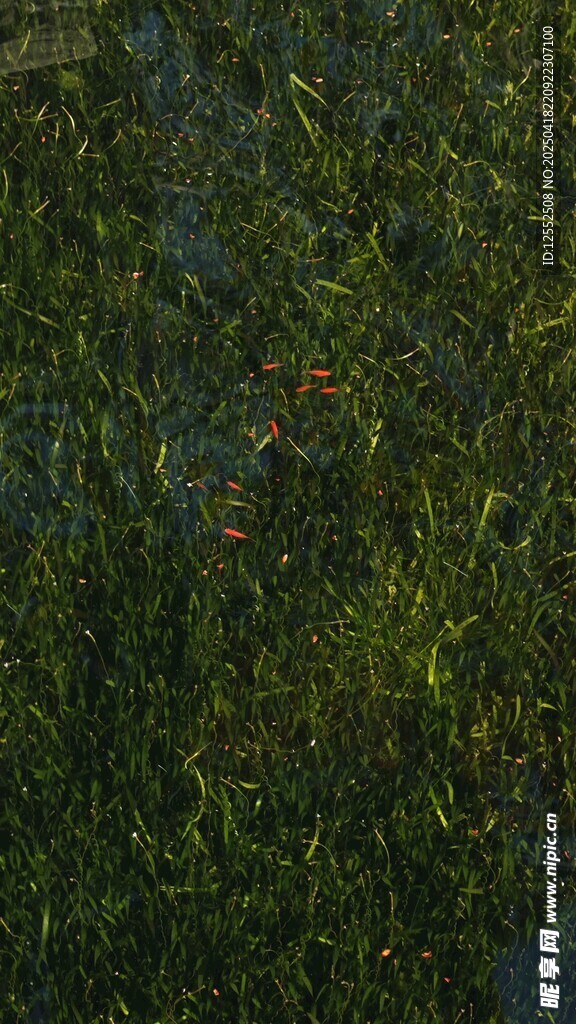 茂密绿植景观