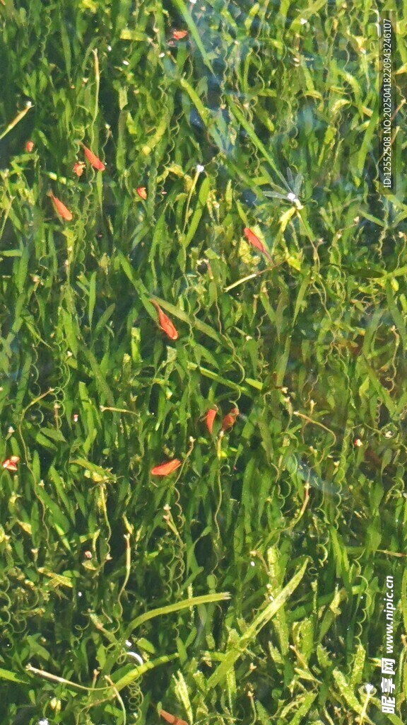 翠绿草丛中的橙色小花