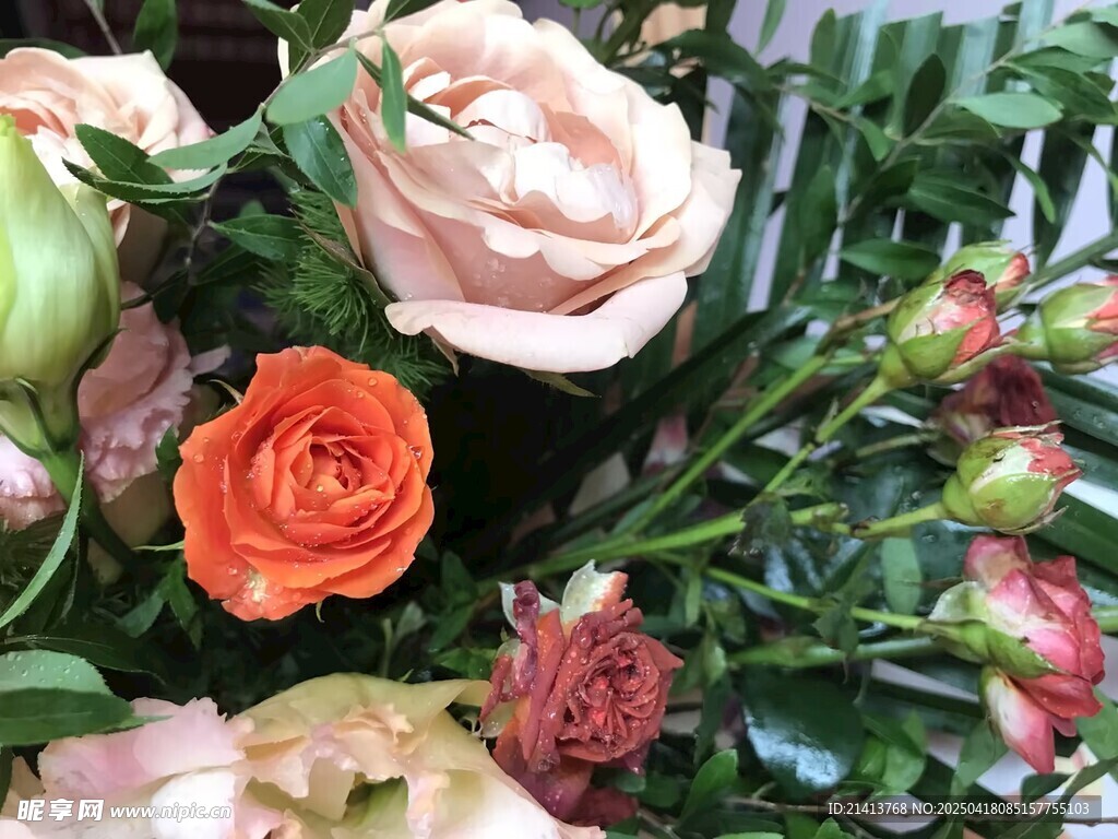 多彩娇艳的盛放玫瑰花