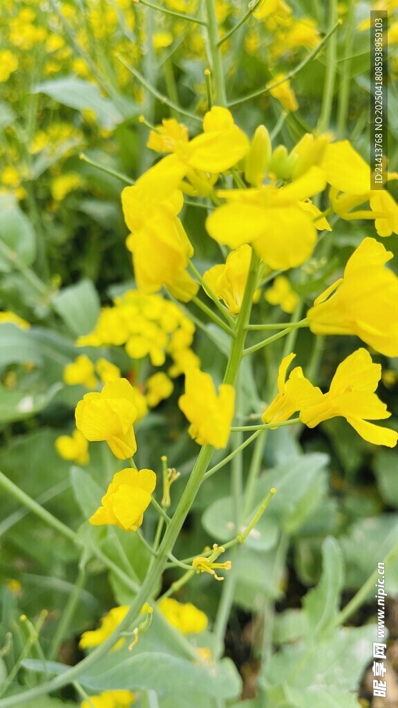 金黄灿烂的油菜花绽放
